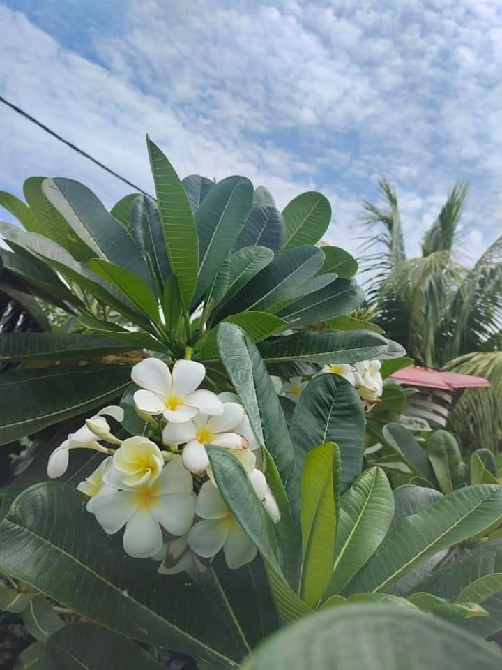 Langkawi Homestay Bunga Padi Kuah Eksteriør bilde